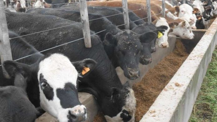 BJr4XsmlW_930x525 Feedlot