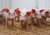 🍀 Herramientas para mejorar la salud intestinal en el ganado porcino