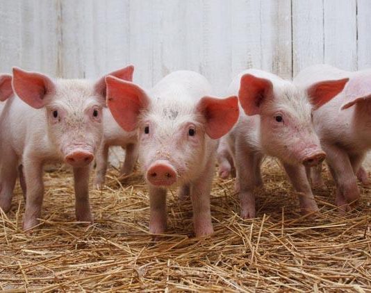 🍀 Herramientas para mejorar la salud intestinal en el ganado porcino