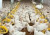 🍀 Efectos del estrés térmico sobre la calidad de la carne en los pollos de engorde