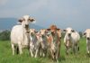 🍀 La gestión reproductiva en vacuno de carne es una apuesta de futuro