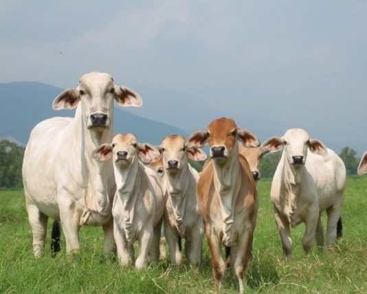 🍀 La gestión reproductiva en vacuno de carne es una apuesta de futuro