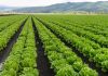 Guía completa del abonado de la lechuga