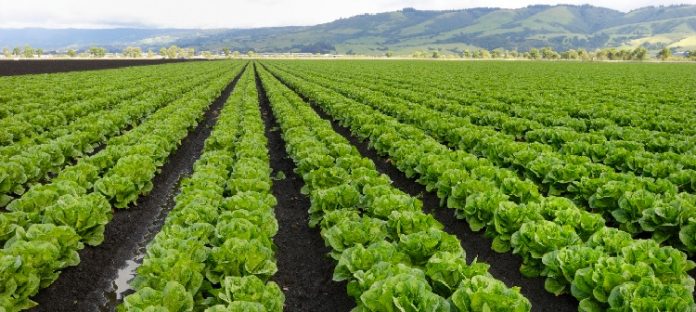 Guía completa del abonado de la lechuga Guía completa del abonado de la lechuga
