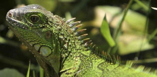🍀 Equipo para integrar la granja de iguanas