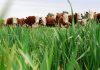 🍀 Ecoganadería: el equilibrio justo entre ambiente y producción