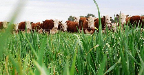 🍀 Ecoganadería: el equilibrio justo entre ambiente y producción